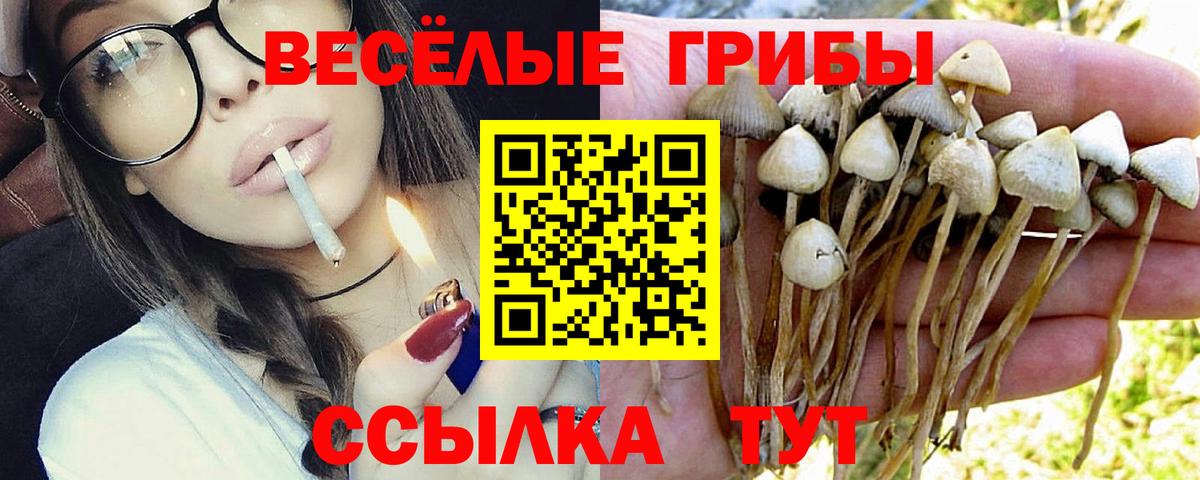 Псилоцибиновые грибы Psilocybe  Псилоцибиновые грибы прущие грибы  Чита  Вход с VPN 